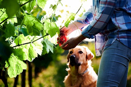 Thumbnail image for The Dogs Days of Summer