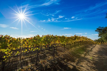 Thumbnail image for Glorious Late Summer, Early Fall in Santa Rosa