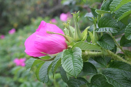 Thumbnail image for Garden Tours
